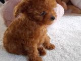 Gerçek Kore Poodle Bebekler