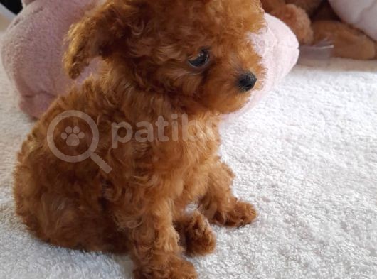 Gerçek Kore Poodle Bebekler görsel