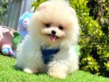  Beautiful face Pomeranian boo