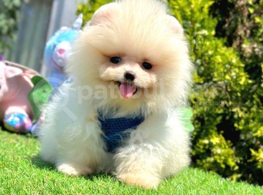 Beautiful Face Pomeranian Boo