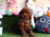Dark  brown  poodle 