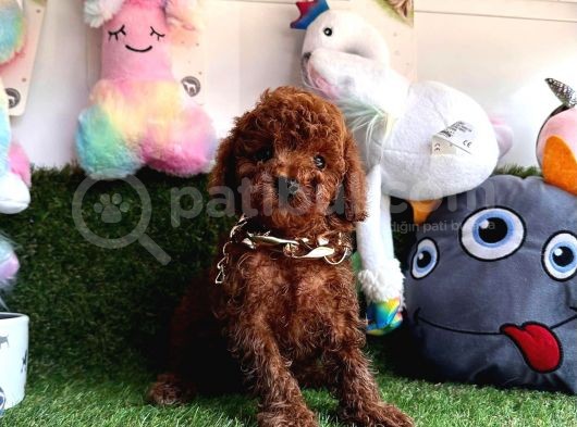 Dark  Brown  Poodle 