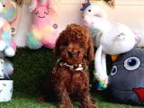 Dark  Brown  Poodle 