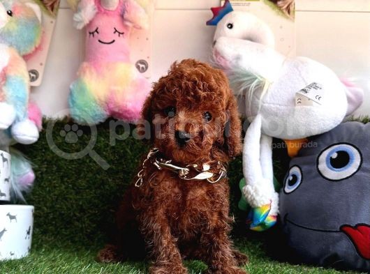 Dark  Brown  Poodle  görsel