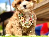 Duru Güzellik Maltipoo