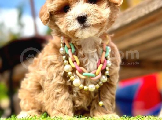 Duru Güzellik Maltipoo görsel