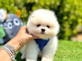 Teddy Bear Pomeranian