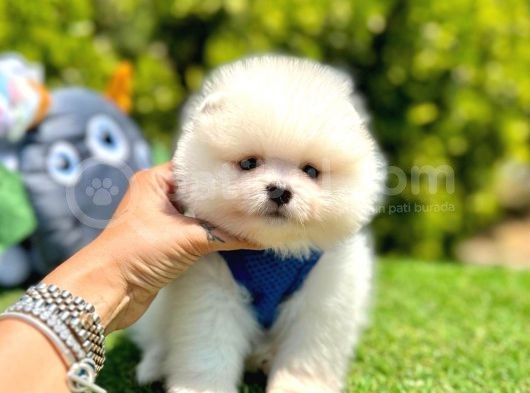 Teddy Bear Pomeranian görsel