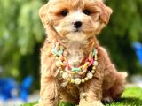 Duru güzellik maltipoo