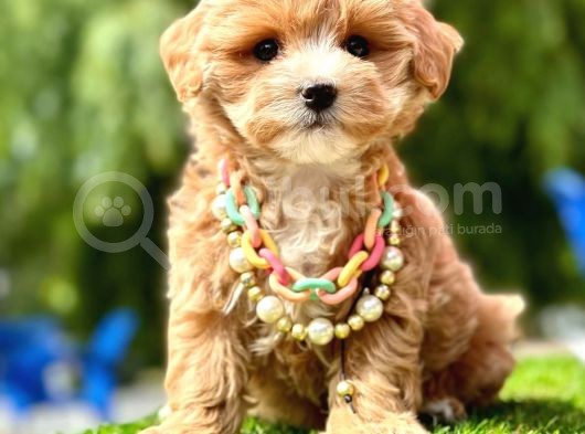 Duru Güzellik Maltipoo