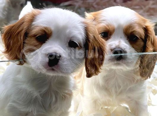 Vonalp Pet Garantisiyle Saf Irk Cavali̇er King Charles Yavrular