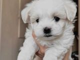 Tatlı mı tatlı maltese bebekler