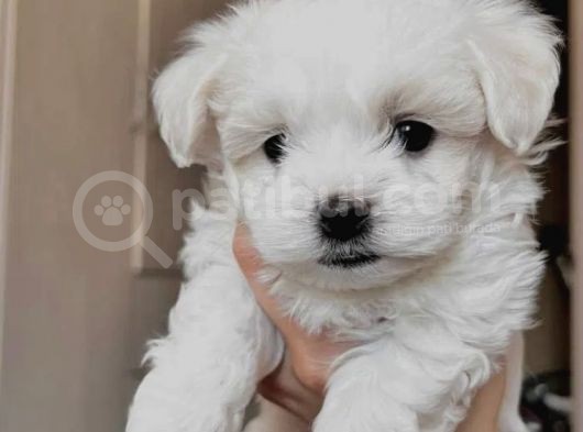 Tatlı Mı Tatlı Maltese Bebekler