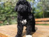 Dev Boy Bernedoodle Nadi̇r Irk