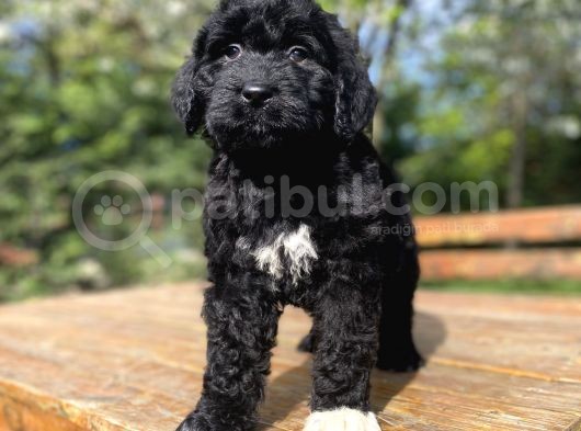 Dev Boy Bernedoodle Nadi̇r Irk görsel