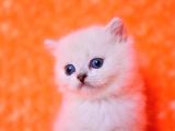 Masmavi Ns1133 British Shorthair