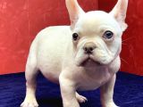 Muhteşem Güzellikte French Bulldog Platinyum Erkek Yavru