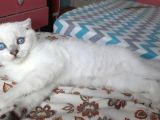 Sevimli Pamuğumuz Yeni Yuvasını Arıyor British Longhair