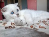 Sevimli Pamuğumuz Yeni Yuvasını Arıyor British Longhair