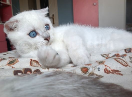 Sevimli Pamuğumuz Yeni Yuvasını Arıyor British Longhair görsel