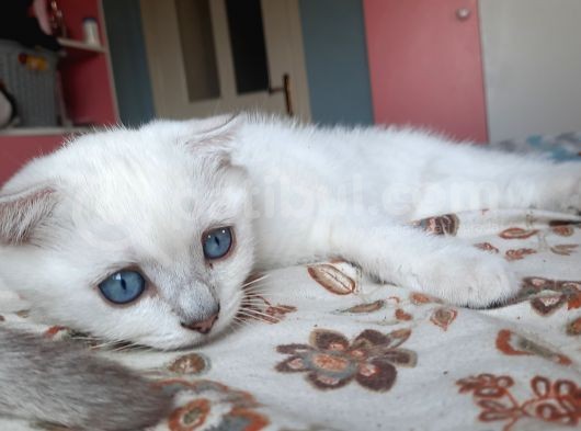 Sevimli Pamuğumuz Yeni Yuvasını Arıyor British Longhair