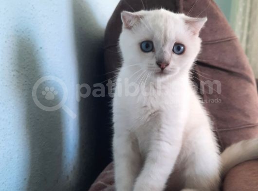 Sevimli Pamuğumuz Yeni Yuvasını Arıyor British Longhair görsel