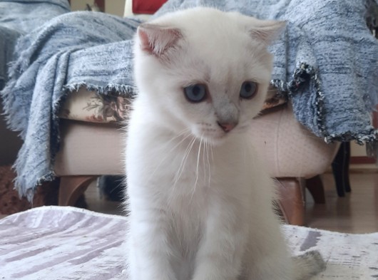 Sevimli Pamuğumuz Yeni Yuvasını Arıyor British Longhair görsel