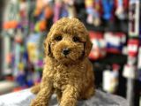 RED BROWN TOY POODLE YAVRULARIM