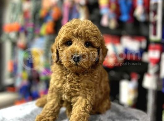 Red Brown Toy Poodle Yavrularim
