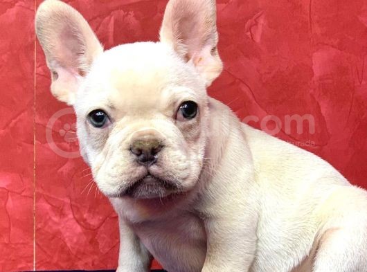 Muhteşem Güzellikte French Bulldog Platinyum Erkek Yavru görsel