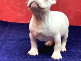 Muhteşem Güzellikte French Bulldog Platinyum Erkek Yavru