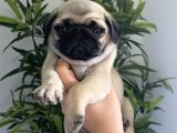 PUG MOPS YAVRULARIMIZ TESLİME HAZIR