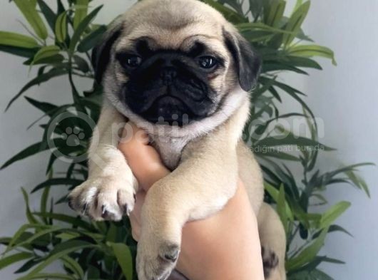 Pug Mops Yavrularimiz Tesli̇me Hazir