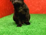 Gözlerinizi Kamaştıracak Siyah Erkek Pug Yavru