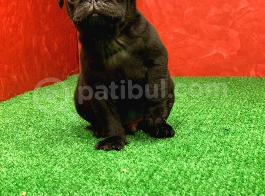 Gözlerinizi Kamaştıracak Siyah Erkek Pug Yavru görsel