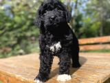 DEV BOY BERNEDOODLE NADİR IRK