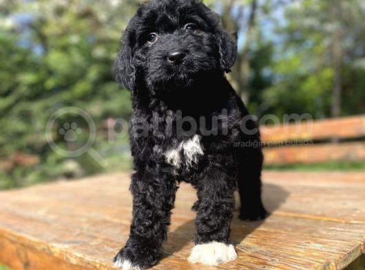 Dev Boy Bernedoodle Nadi̇r Irk