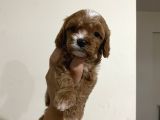 Üst Kali̇te Mi̇ni̇k Cavapoo Yavrular