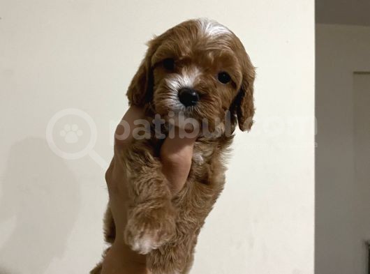 Üst Kali̇te Mi̇ni̇k Cavapoo Yavrular görsel