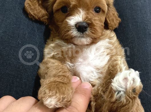 Üst Kali̇te Mi̇ni̇k Cavapoo Yavrular görsel