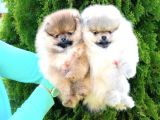 POMERANİAN BOO YAVRULAR TESLİME HAZIR