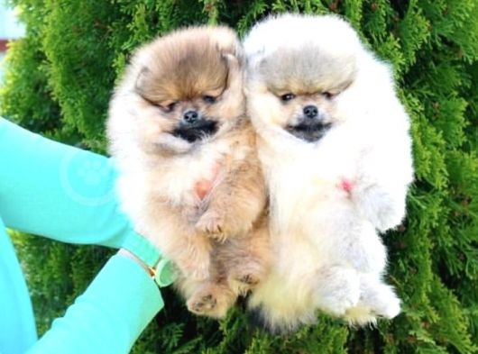 Pomerani̇an Boo Yavrular Tesli̇me Hazir