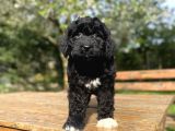Dev Boy Bernedoodle Nadi̇r Irk