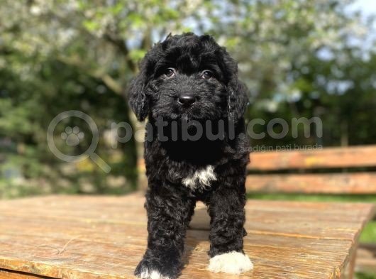 Dev Boy Bernedoodle Nadi̇r Irk görsel