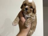 ÜST KALİTE MİNİK CAVAPOO YAVRULAR