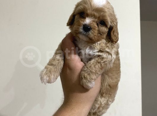 Üst Kali̇te Mi̇ni̇k Cavapoo Yavrular