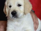 Sadık dostlarımız golden retriever yavrularımız