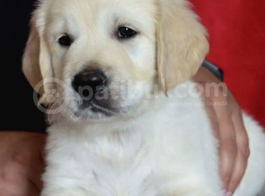 Sadık Dostlarımız Golden Retriever Yavrularımız