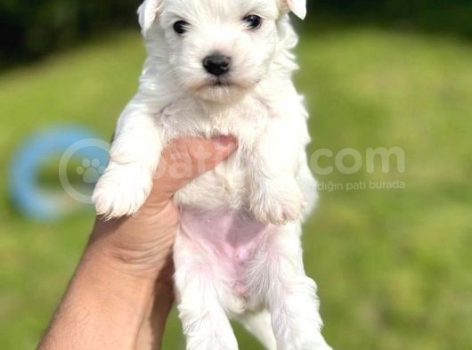 Kar Beyazi Maltese Terri̇er Yavrularim