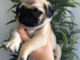 Pug Mops Yavrularimiz Tesli̇me Hazir